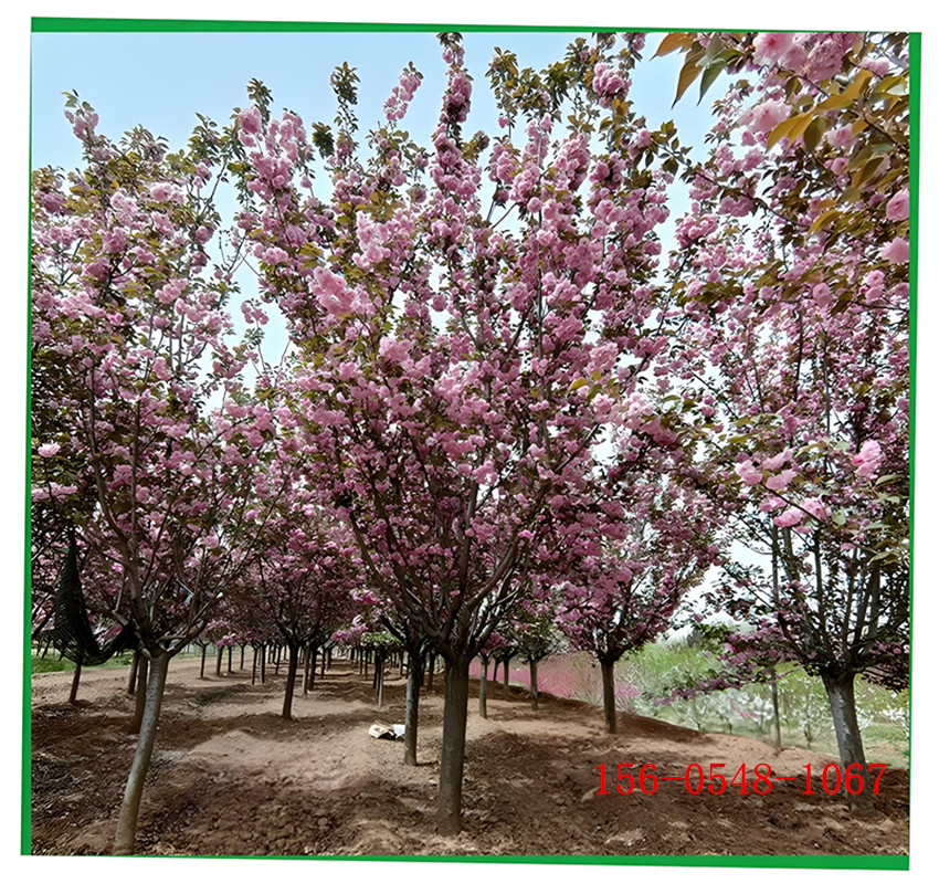  ����������ľ  �߸�ӣ���� 12���ָ߸�ӣ����