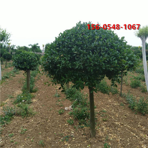  ɽ�����ٹ�����ľ ������ľ 1.8�׸߸���ì �����򷢻�