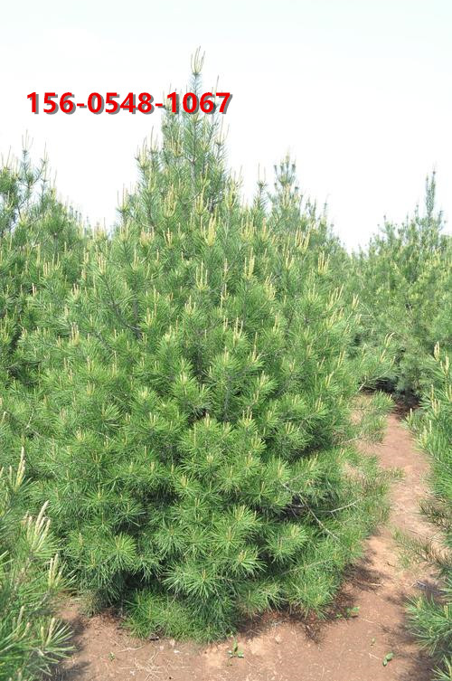   60����80���ְ�Ƥ�� ��Ʒ��Ƥ�� ɽ��������ľ