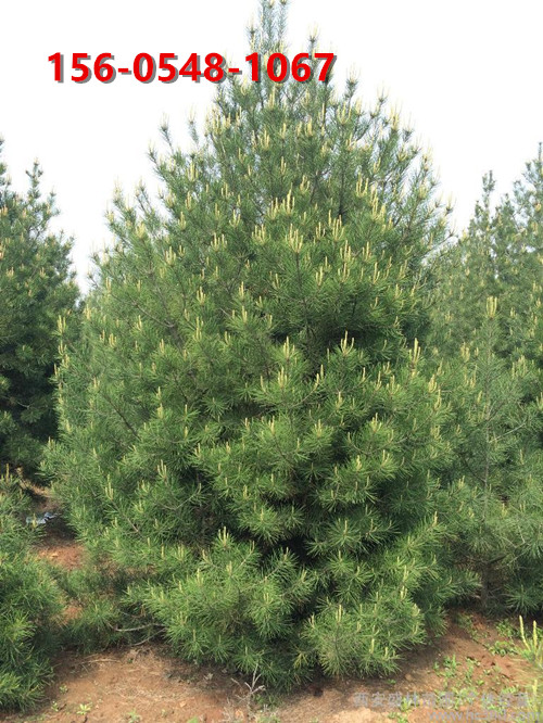  ����������ľ ������ľ ��Ƥ�� ��Ʒ��Ƥ��