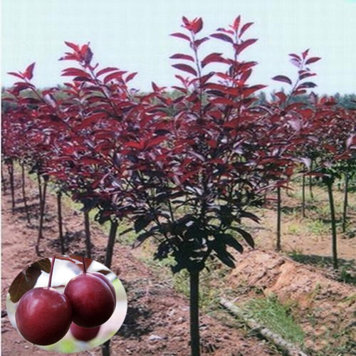   ��Ӧ10-12������Ҷ��۸�18���֡�20������Ҷ��