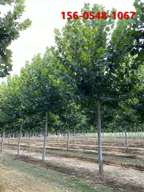 12���֡� 15���֡�18���ַ�ͩ�۸�  ������ͩ  ������ľ