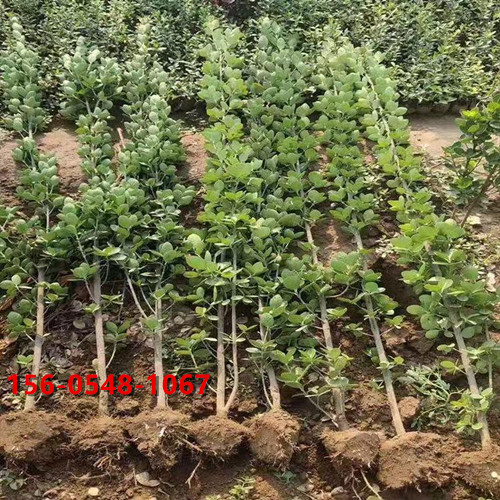 ������������� 1.5��2��2.5�� ���Ի��ش�����Ӧ