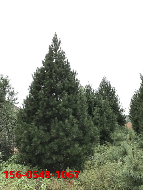    1�װ�Ƥ�ɼ۸�2-2.5�װ�Ƥ�ɼ۸� ��Ƥ�ɹ��ȫ