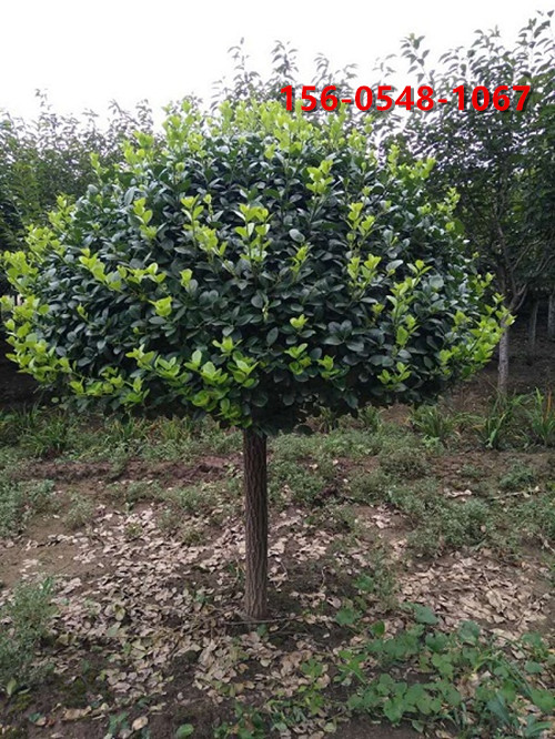 ��Ӧ80���ָ߸���ì�� 1�ס�1.2�׸߸���ì���ȫ